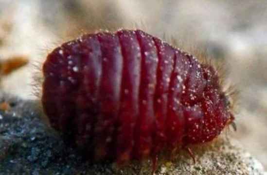 虫子,是胭脂虫,它们死后尸体经过简单的加工,然后挤出很多深红色的
